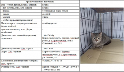 Кошка № 1