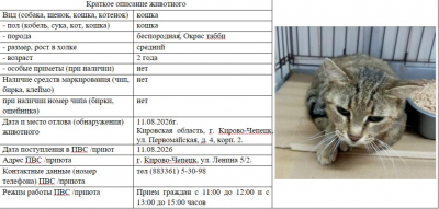 Кошка № 1