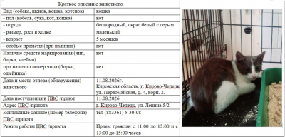 Кошка № 3 (котенок)