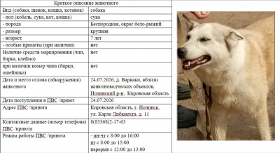 Собака № 2