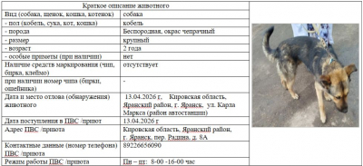 Собака № 4