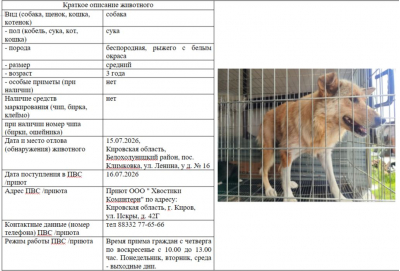 Собака № 2