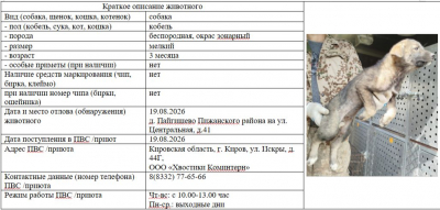 Собака № 3 (щенок)