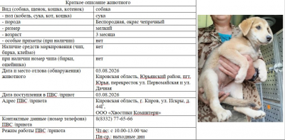 Собака № 3 (щенок)