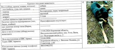 Собака № 3