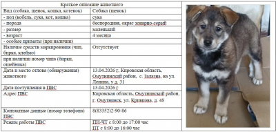 Собака № 7 (щенок)