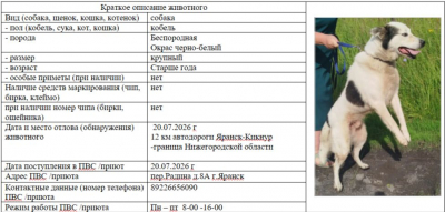 Собака № 1