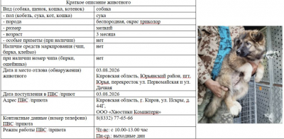 Собака № 4 (щенок)