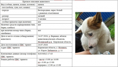 Собака № 1 (щенок)