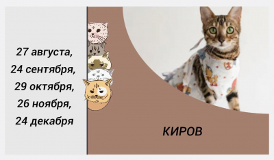 Единые дни стерилизации домашних животных