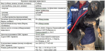 Собака № 1