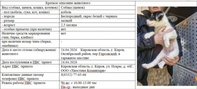 Собака № 1(щенок)