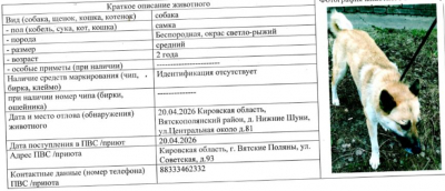 Собака № 1