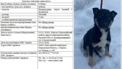 Собака (щенок) № 3