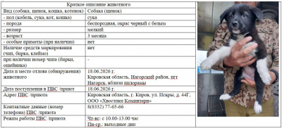 Собака № 1(щенок)