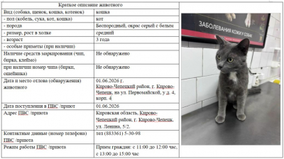 Кошка № 1