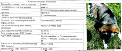 Собака № 1
