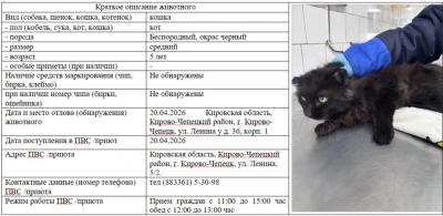 Кошка № 1