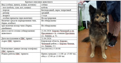 Собака № 1
