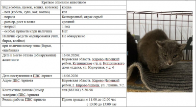 Кошка № 1