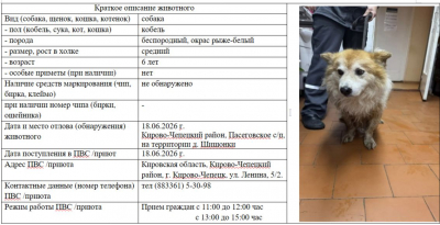 Собака № 1
