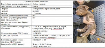 Собака № 6 (щенок)