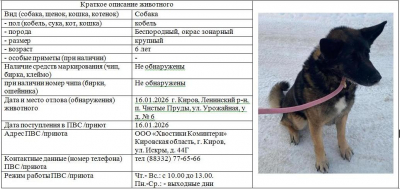 Собака  № 1