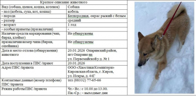Собака № 1