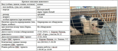 Кошка № 1