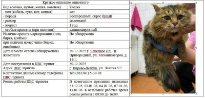 Кошка № 1