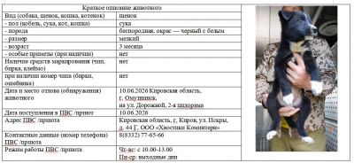 Собака № 1 (щенок)