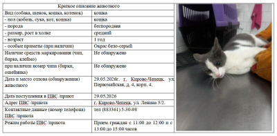 Кошка № 1