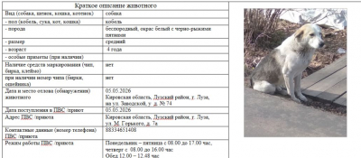 Собака № 1