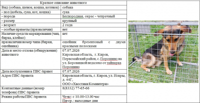Собака №1