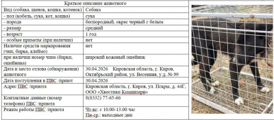 Собака № 1