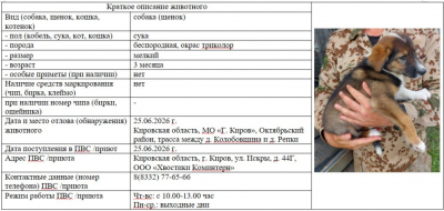 Собака № 1 (щенок)