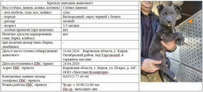 Собака № 7 (щенок)